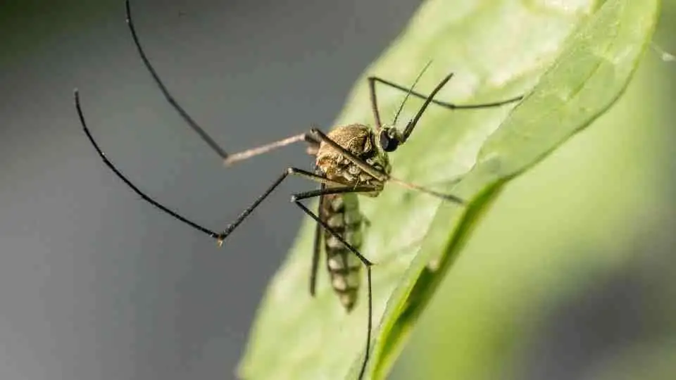 Malaria
