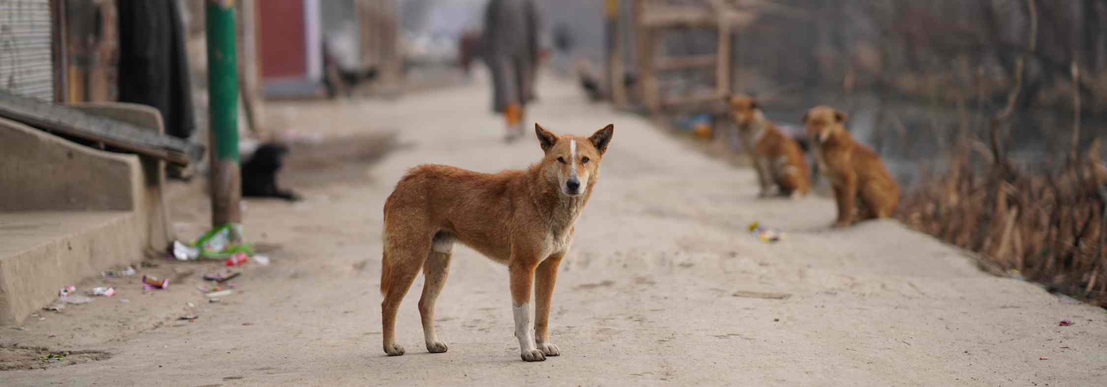 Street animals abroad can carry rabies.