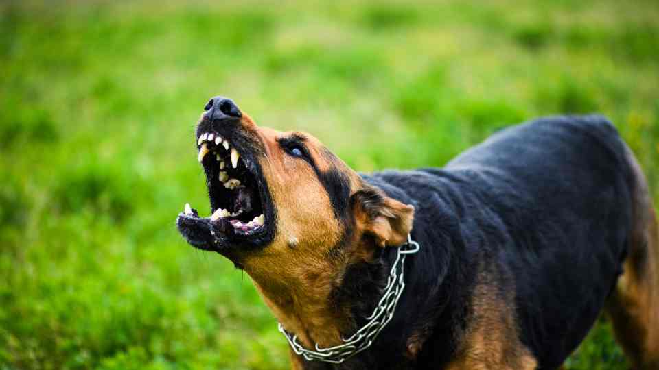 Rabies Vaccine Cost UK 2026 | Prices, Doses & Clinics