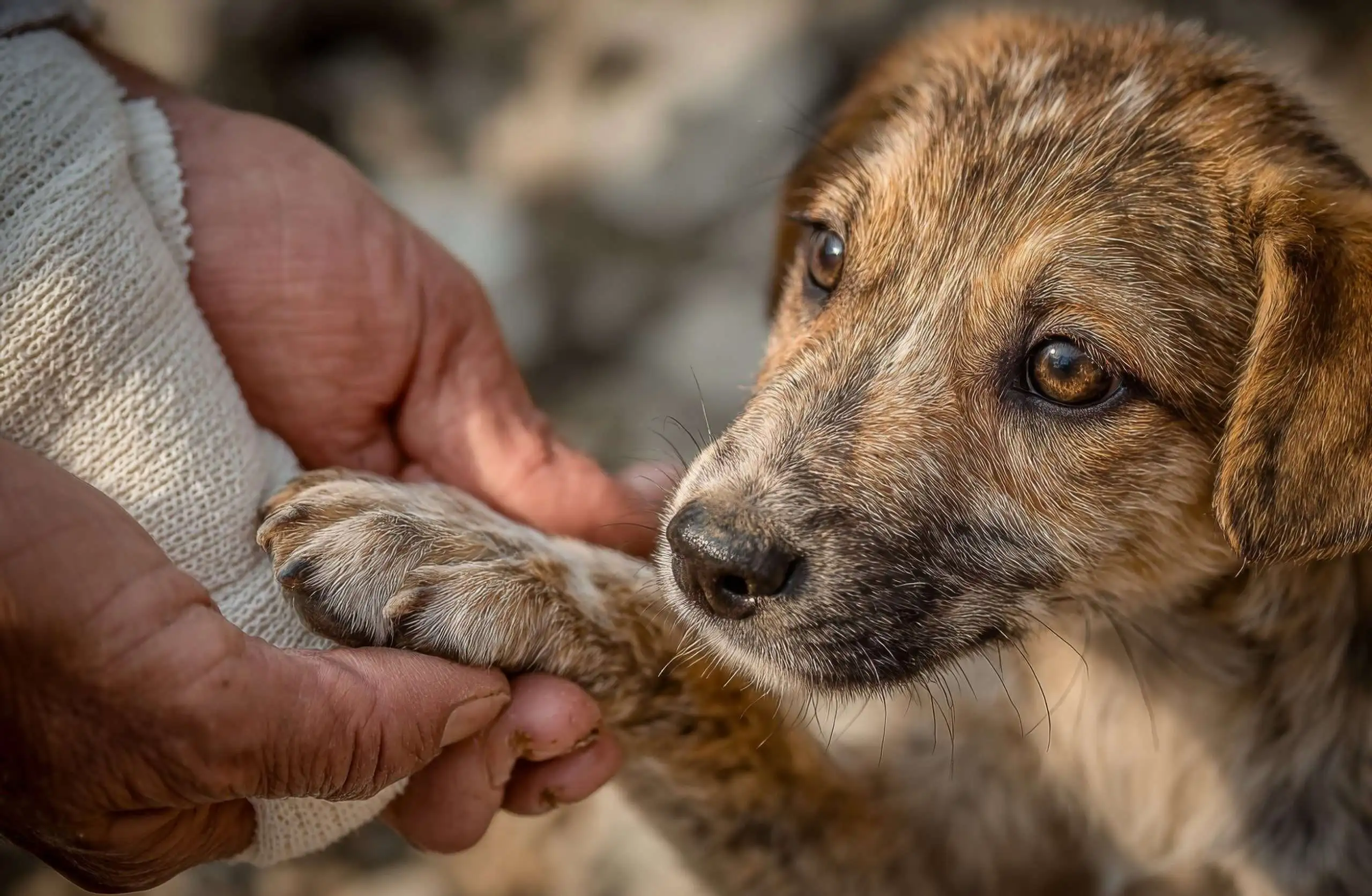 How Long Does the Rabies Vaccine Last? UK Guide (2026)